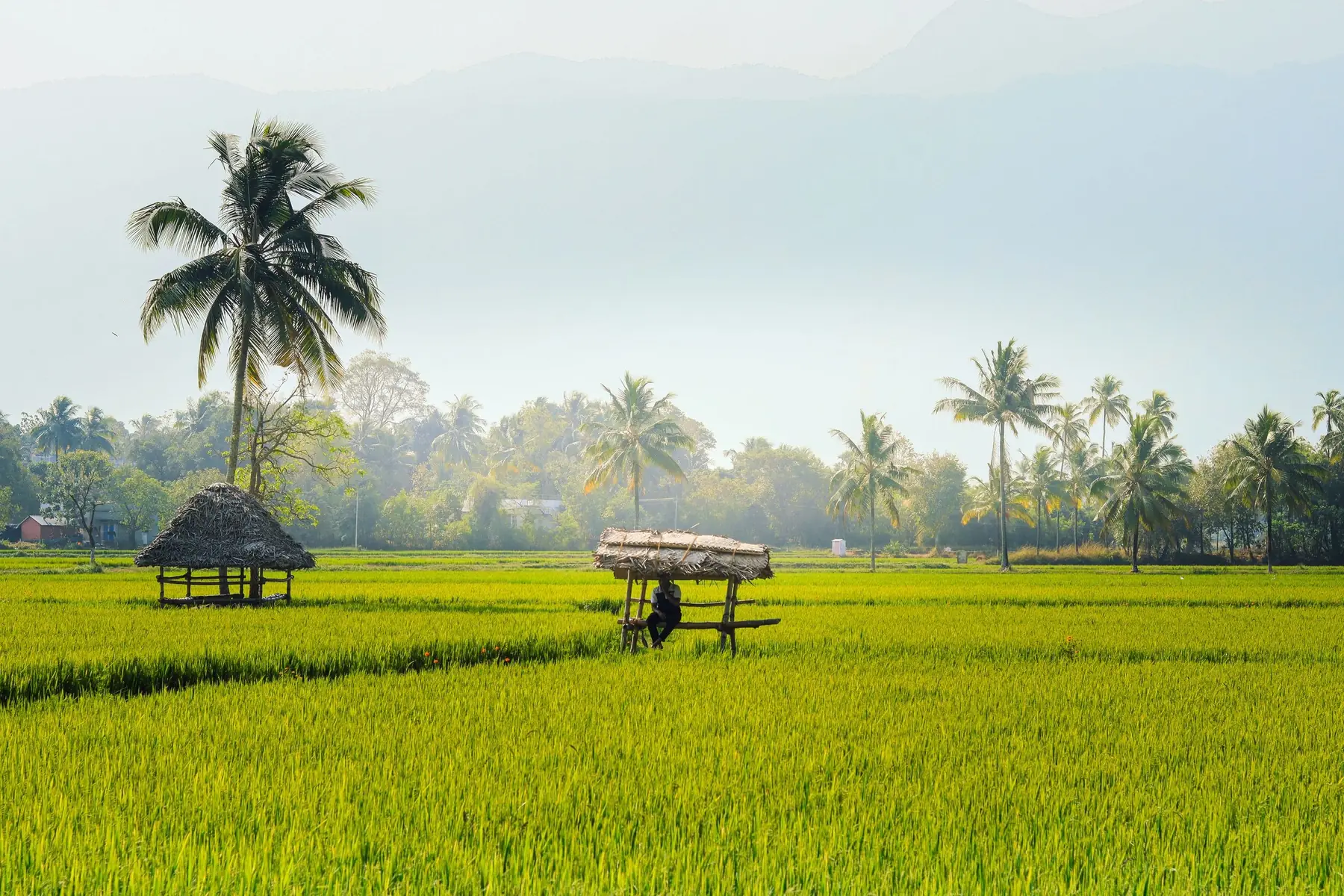 Green paddy fields and coconut palms in Palakkad, Kerala, on a misty morning